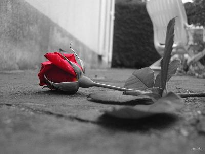 Je suis une fleur...